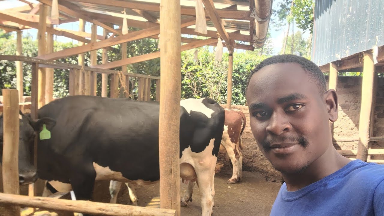 How This Small Farm Produces A lot of Milk: Genius Cow Shed Design You Need to See! | My Dream Farm