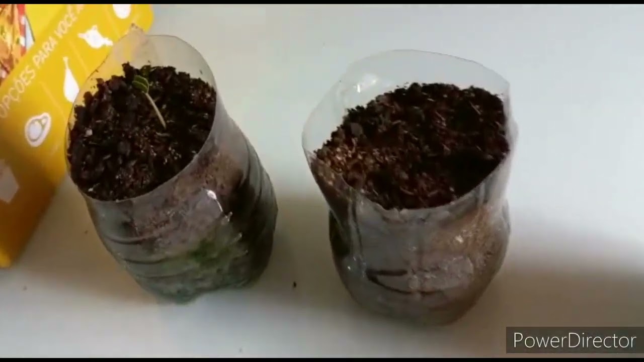 como plantar a semente de algaroba