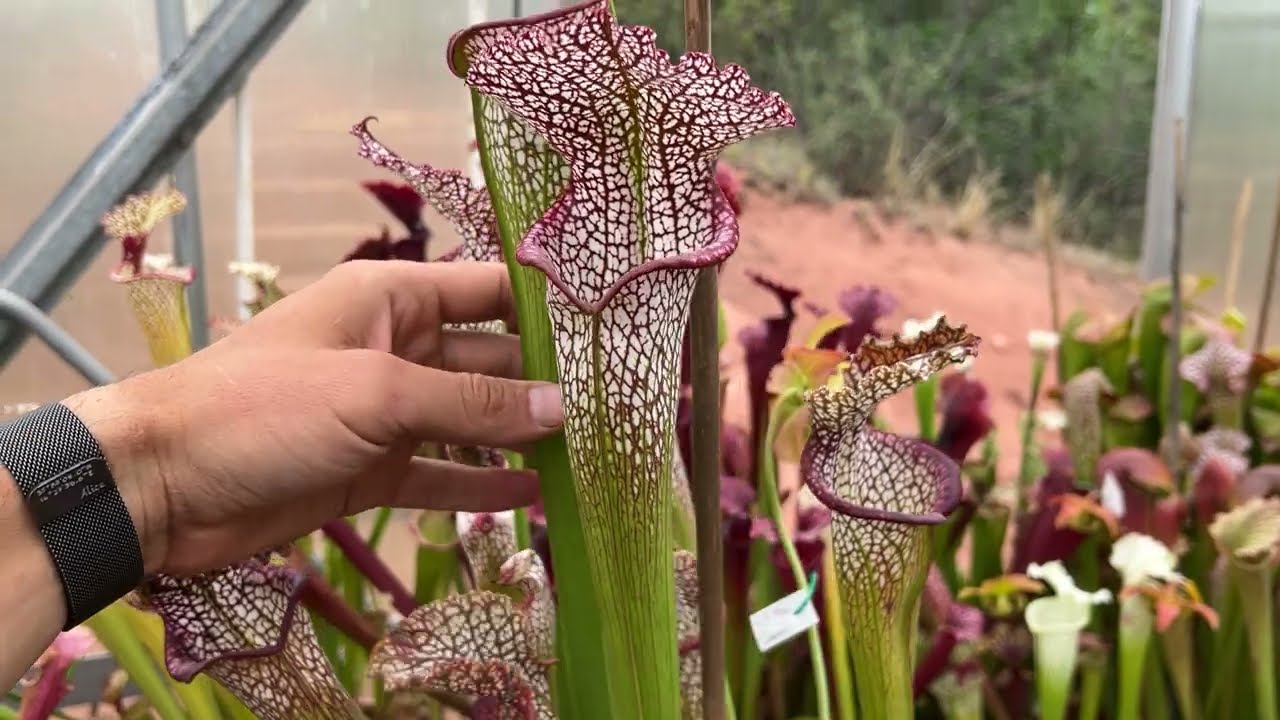 2022 Part 2 - Big Carnivorous Plant Greenhouse Tour, Temperate Side - Jeremiahs Plants