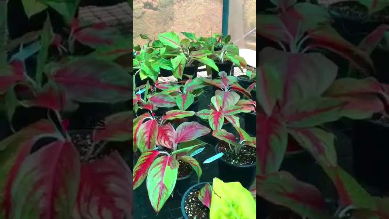 Exotic and Rare Aroides  |  Aglonimas