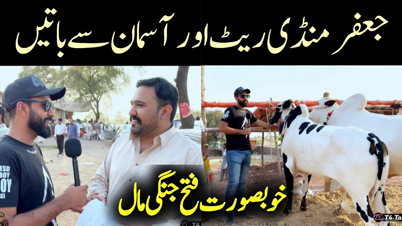 Jaffar Mandi latest 2024 - Fateh Jang bull 2024 - Qurbani 2024 - Bakra Mandi Jaffar