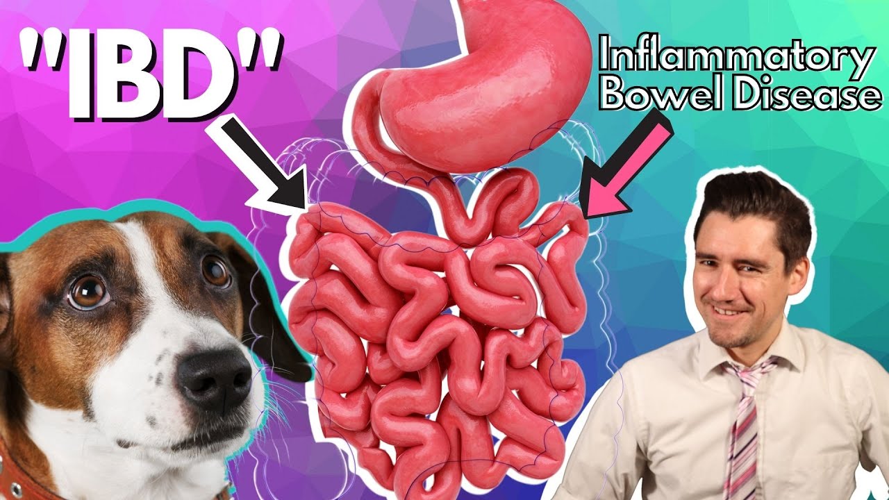 Can a Dog have IBD or Inflammatory Bowel Disease?