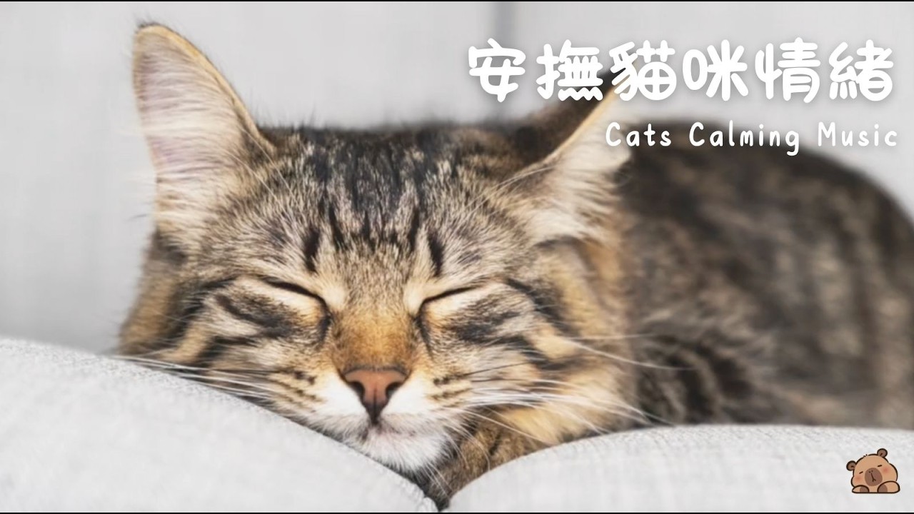 【獸醫推薦頻率】貓咪專用療癒音頻｜舒緩緊張、減少破壞行為、獨處時必備｜水豚療癒音頻