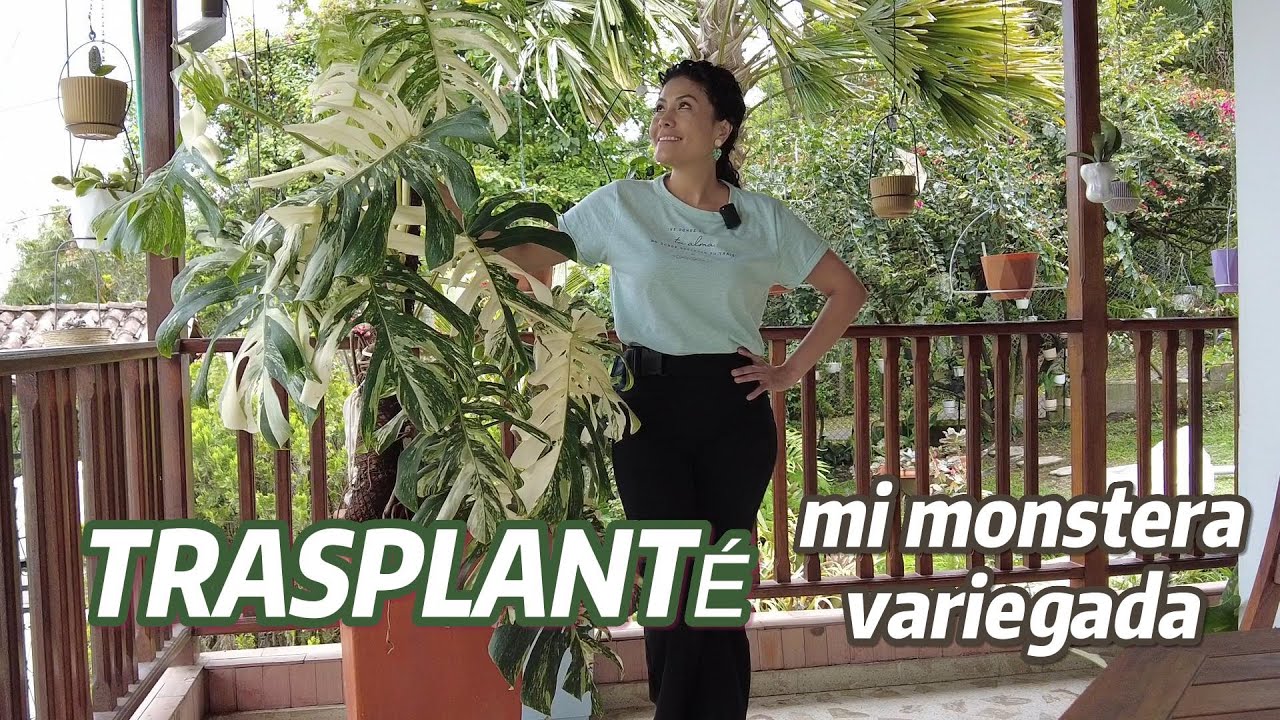 TRASPLANTÉ  mi MONSTERA  variegada, ¡QUÉ LOCURA!