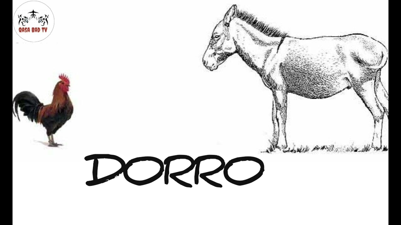 Ali Bayre - Danan🦓 Vs Dorrahi🐓 | Dorro