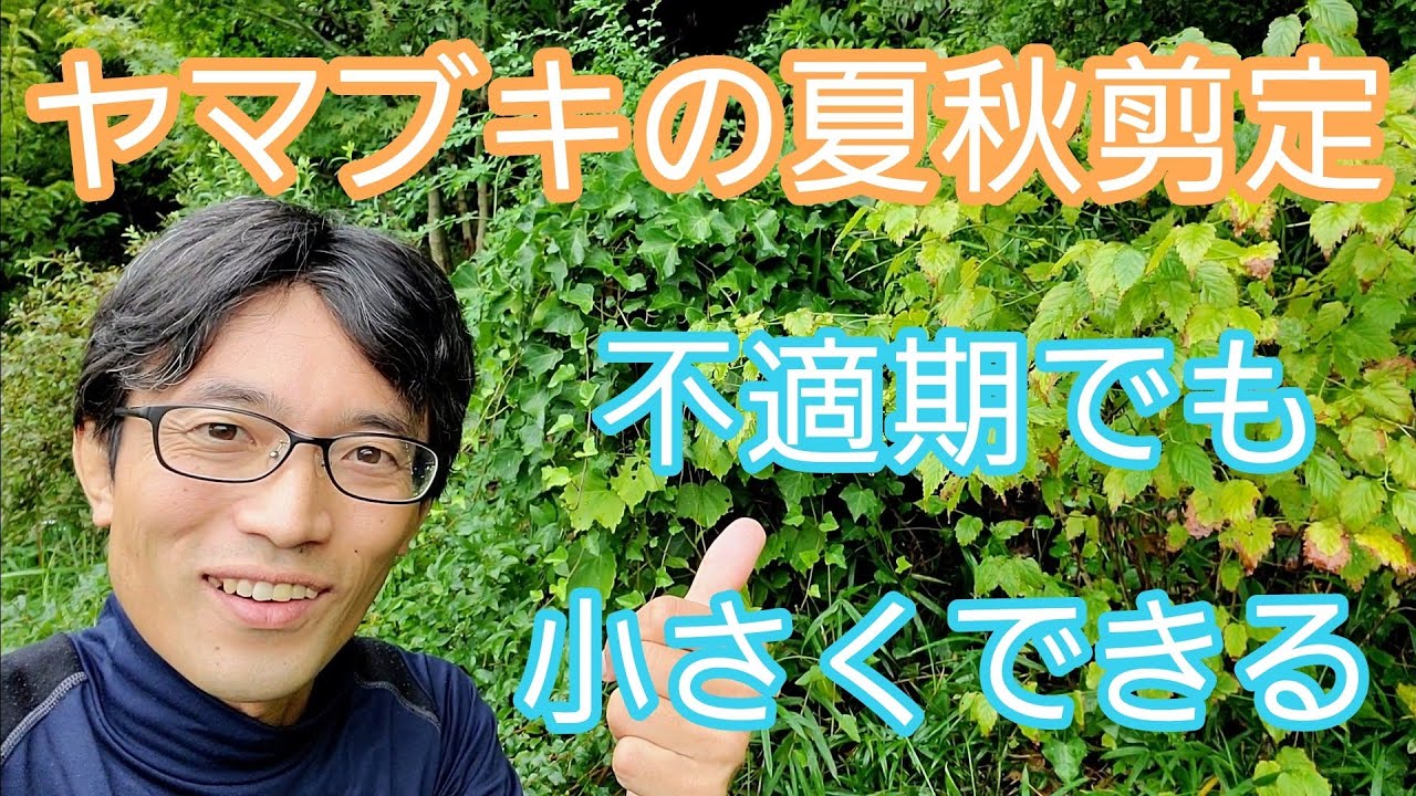 【ヤマブキ(山吹)の剪定】夏以降でも小さくできて、花も咲かせられるお手入れ方法🌻🍁