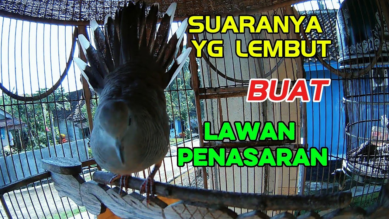 perkutut gacor #perkutut #burung #shorts #viral