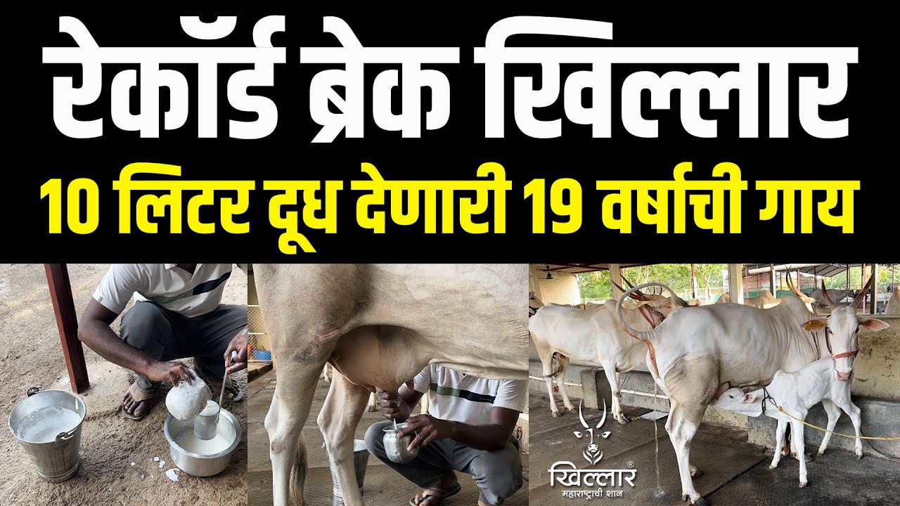 Trailer - रेकॉर्ड ब्रेक - दिवसाला १० लिटर दूध देणारी खिल्लार गाय | Khillar Maharashtrachi Shaan 2024