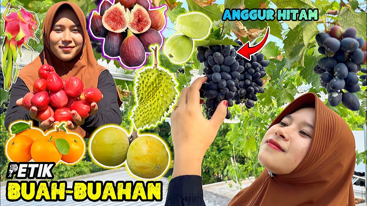 Petik buahbuahan dikebun | Bikin jus buah segar