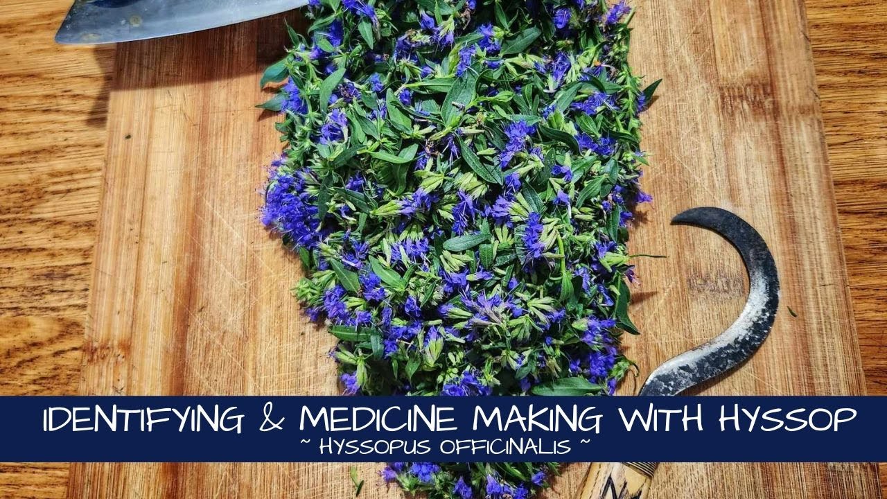 Identifying and Making Medicine with Hyssop