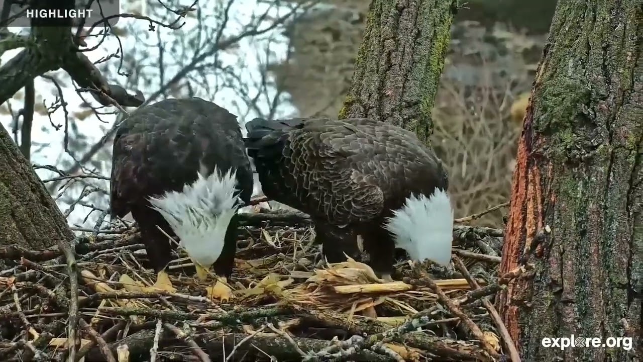 Decorah Eagles - Raptor Resource Project | 2025 Highlights