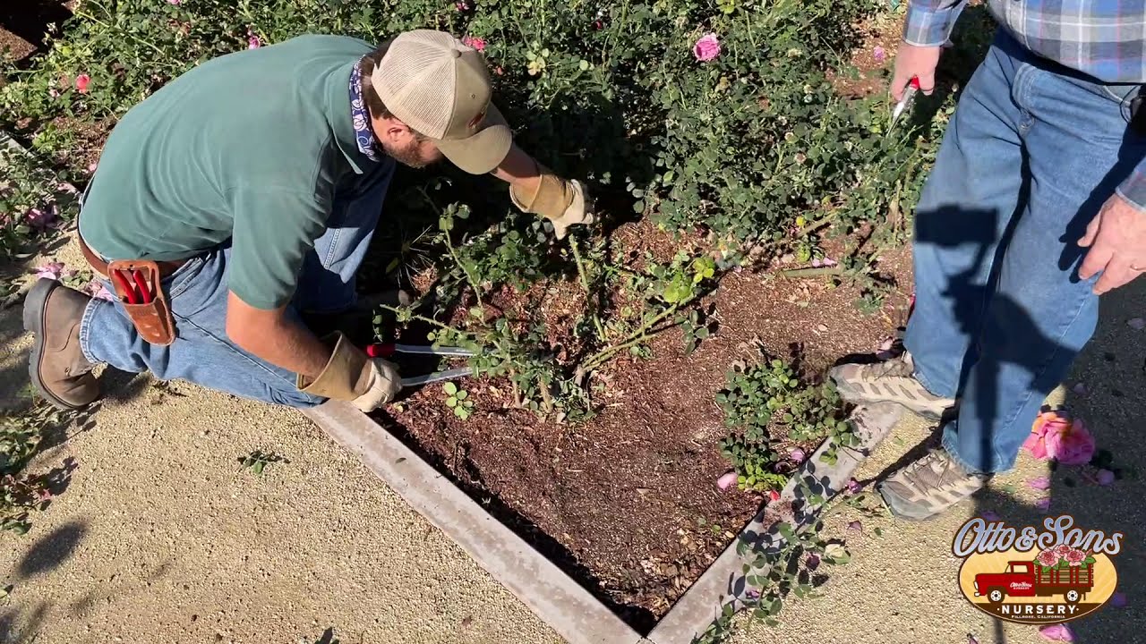 English Rose Winter Pruning