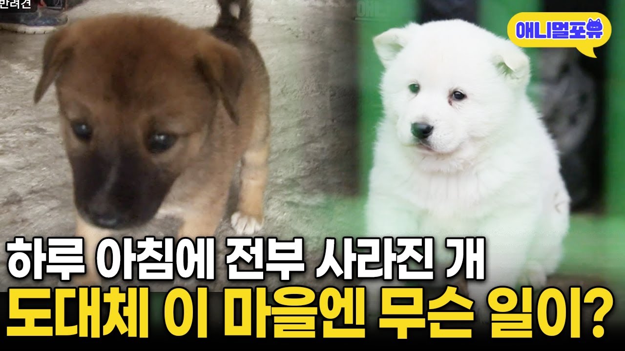 하룻밤 사이에 마을 개들이 싹 다 사라졌다. 도대체 무슨 일이.. I KBS 생활의 발견 160804 방송