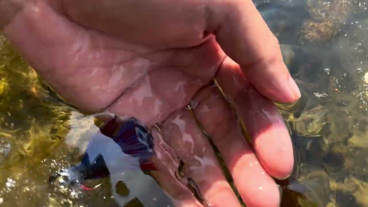 Many betta fish in lake 
