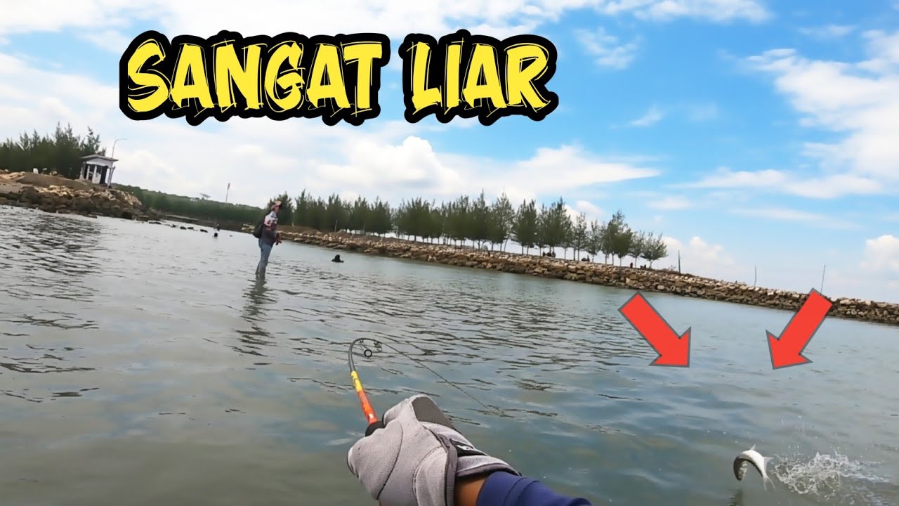 TARPON LAUT MEMANG BEDA_243