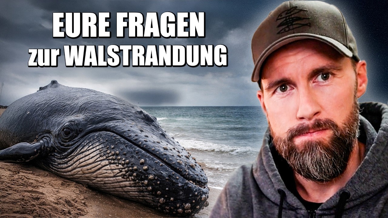 Walstrandung in Deutschland &ndash; Kann man den Wal noch retten? | Robert Marc Lehmann