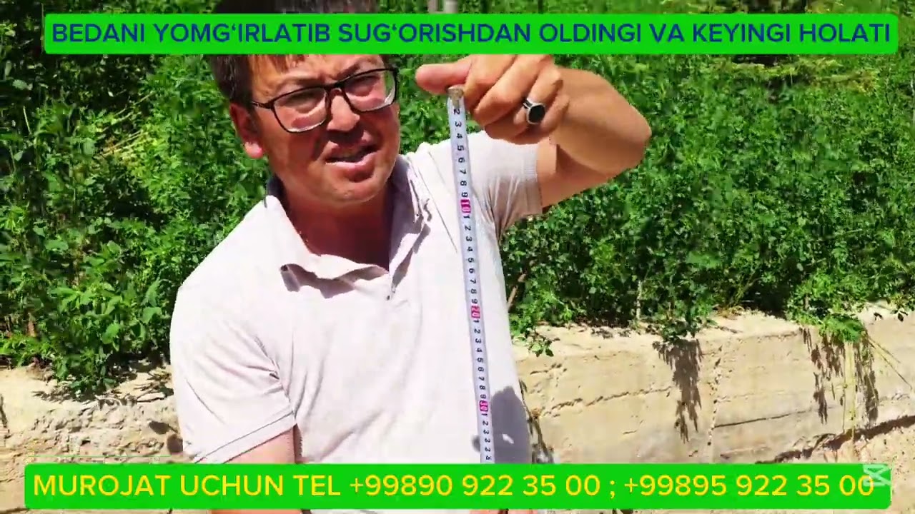 BEDA EKININI YOMG‘IRLATIB SUG‘ORISHDAN OLDINGI VA KEYINGI HOLATI. #sugorish #beda #yomgirlatib