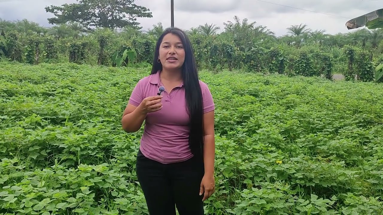 Virus del moteado clorótico del caupí (CCVM) en el cultivo de frijol (AMACHAMIENTO)