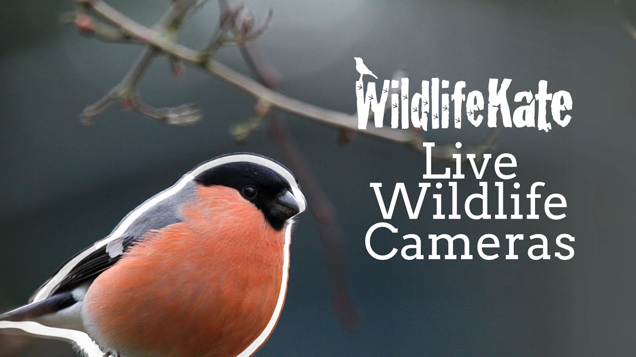 Gwyllt Hollow Live Wildlife