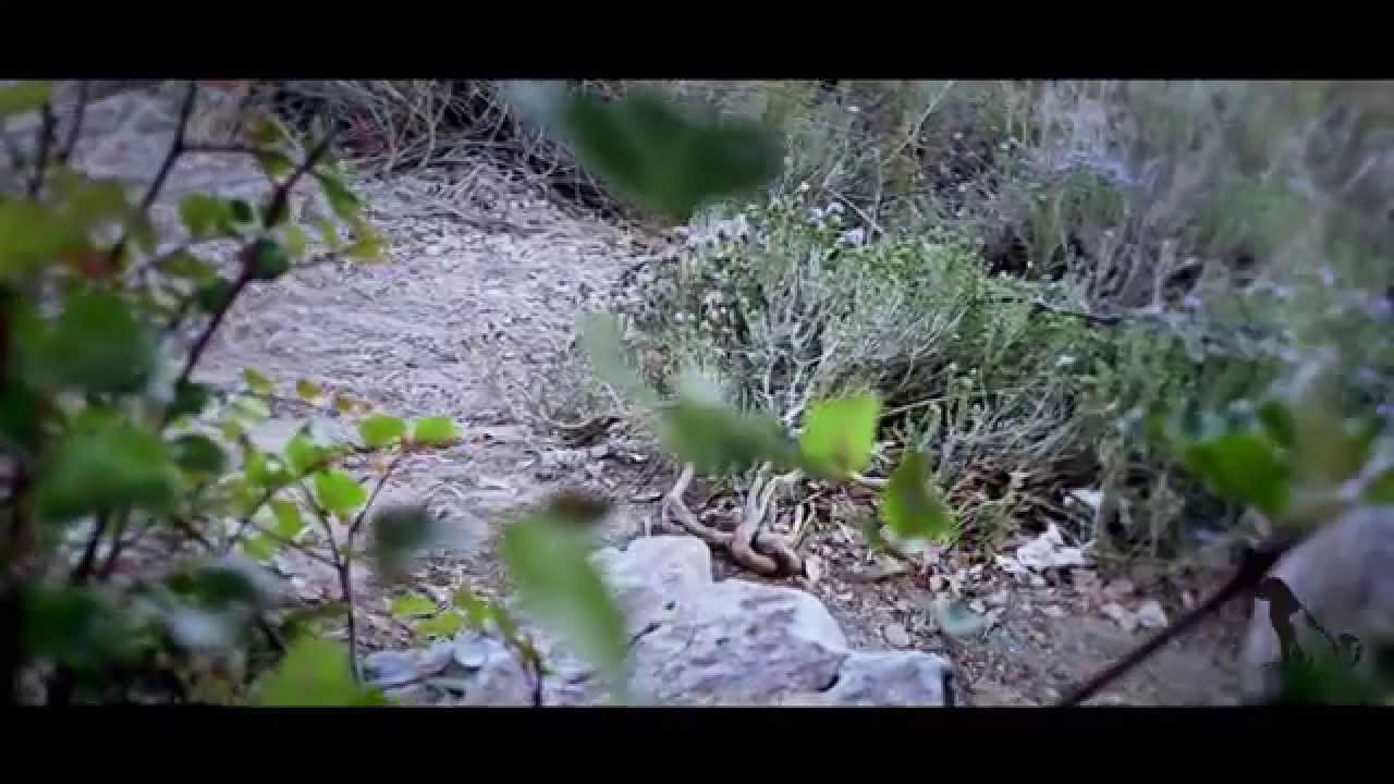 No al abandono de animales por vejez o enfermedad.