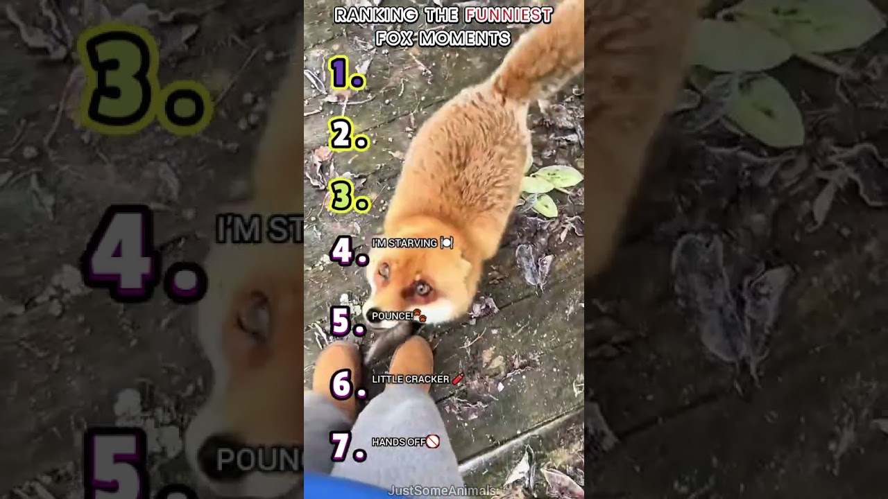 🦊RANKING THE FUNNIEST FOX MOMENTS🦊