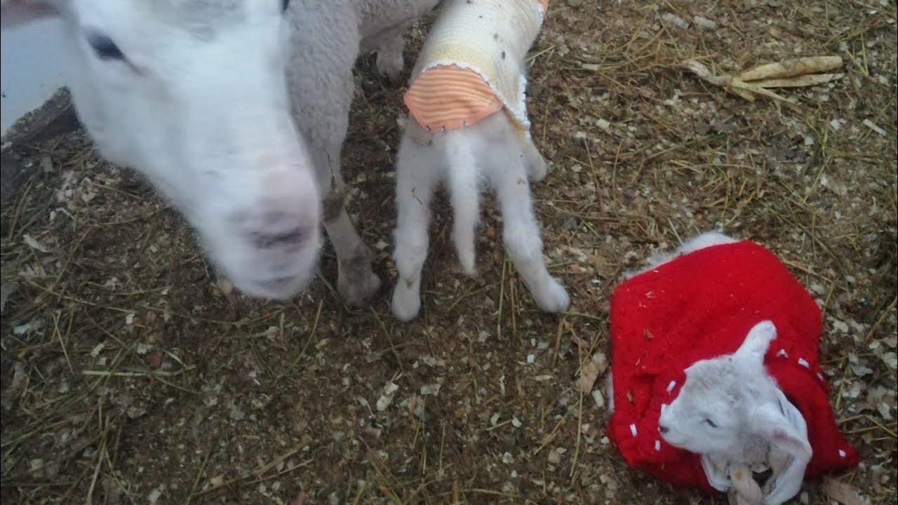 Sürüye Koyun Bakmaya Gidiyoruz..