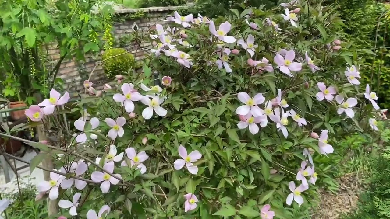 Clematis montana, hegyi iszalag