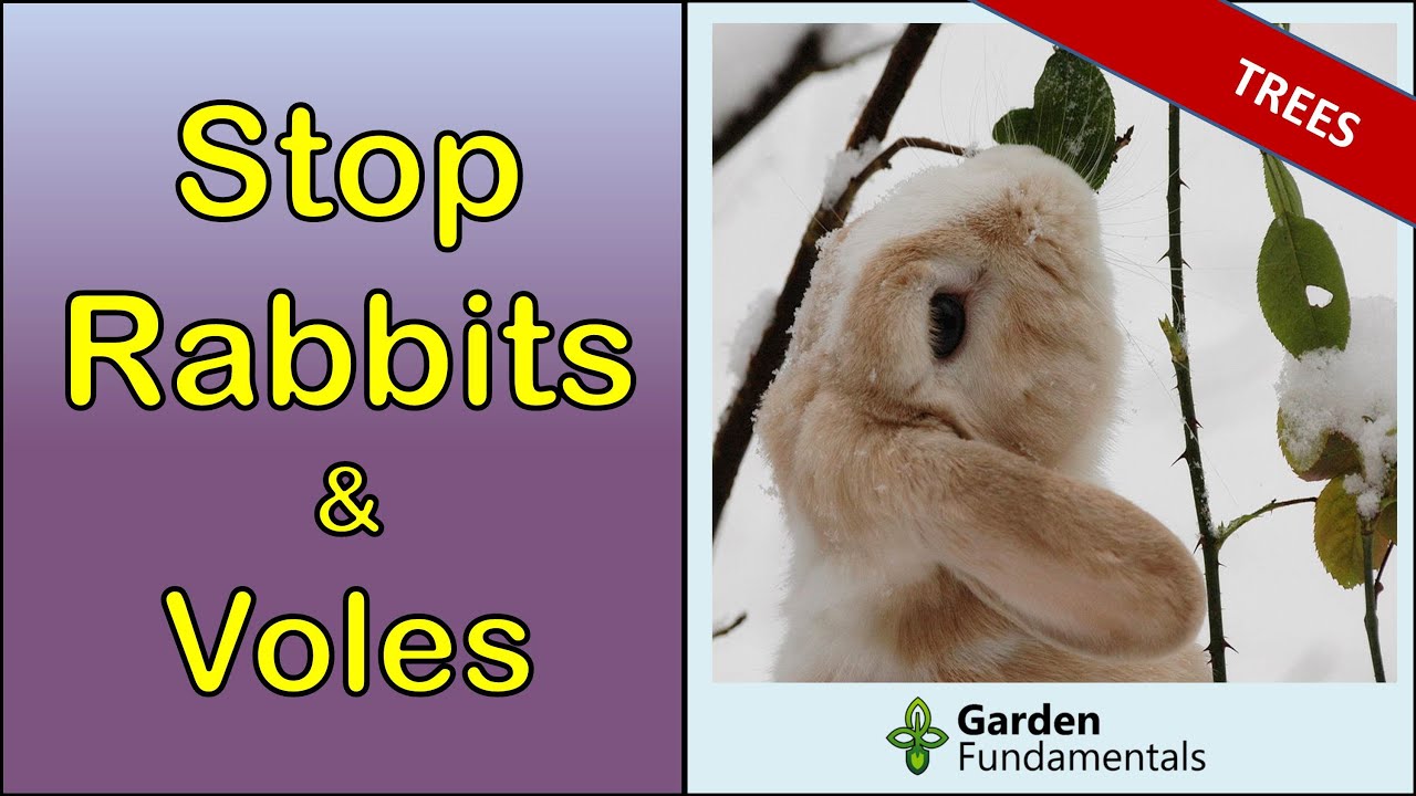 Protect Trees from Rabbits and Voles ⛄️✨♨️ Protect in winter and save your trees and shrubs.