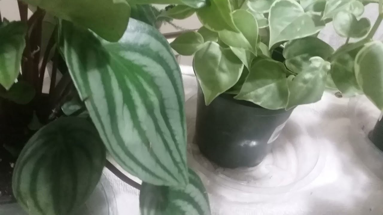 How to Properly Bottom-Water 5 Peperomia Varieties to Keep Them Hydrated and Healthy