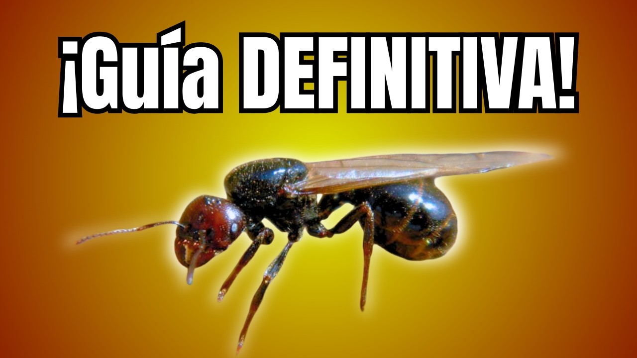 Guía DEFINITIVA de Messor Barbarus 🐜 | No arruines tu colonia.