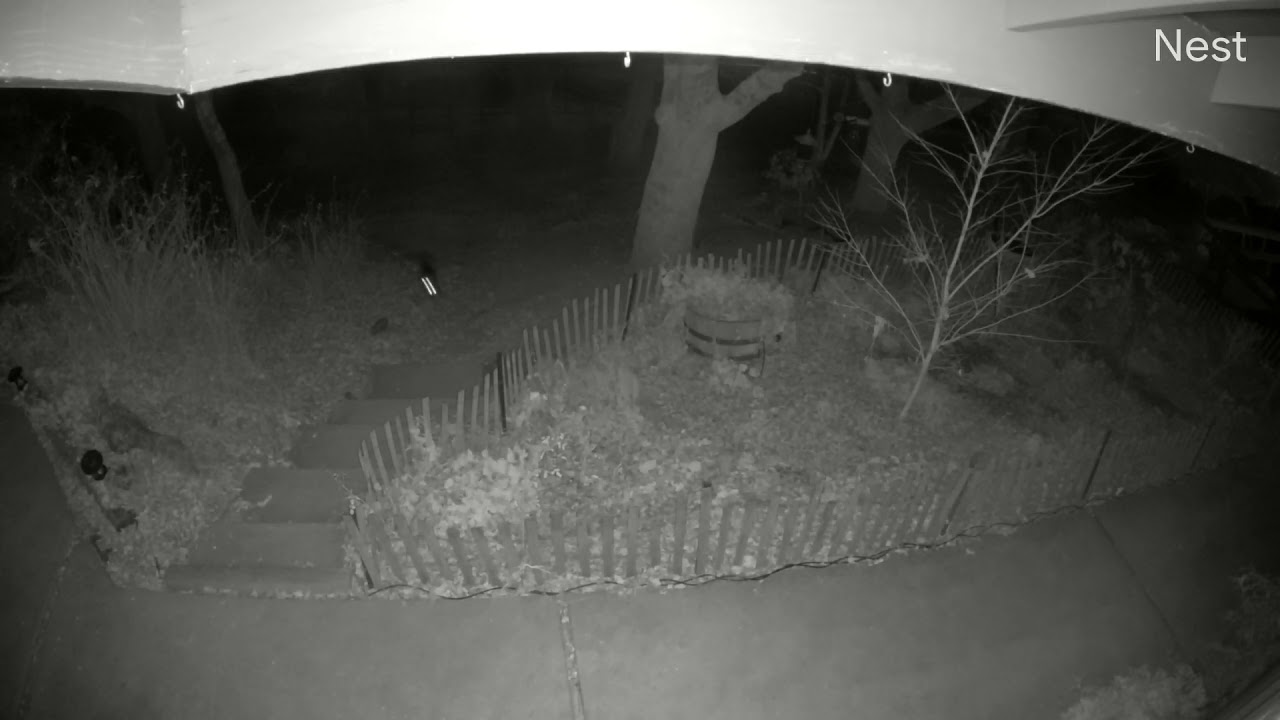 Mountain lion chases cat, leaps on tree and catches it in Atascadero, CA