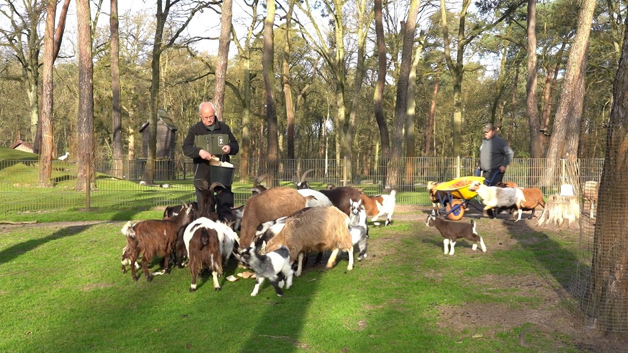Kinderboerderij Weert zoekt vrijwilligers