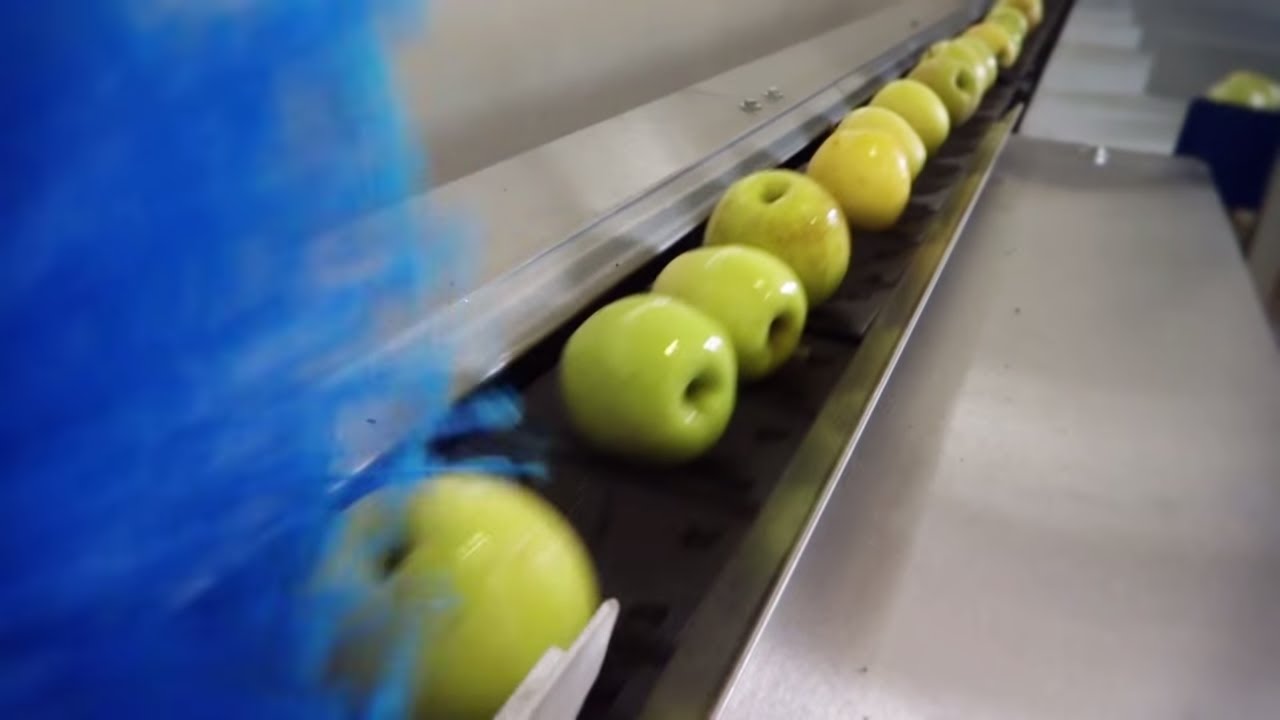 UNI ONE© - Linea di lavorazione e calibratura Mele - UNITEC