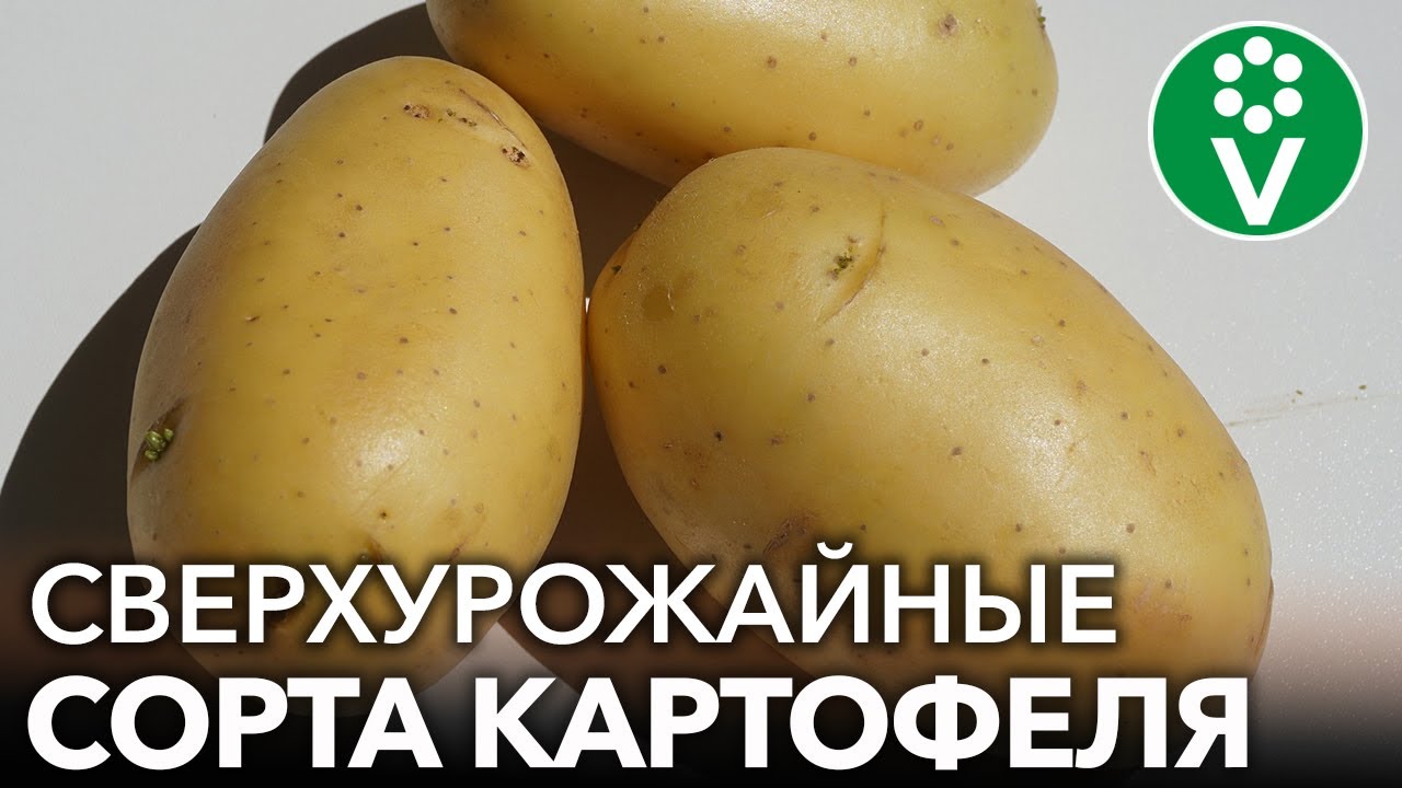 ТРИ СОРТА КАРТОФЕЛЯ, КОТОРЫЕ ПОРАЗИЛИ МЕНЯ - СУПЕРУРОЖАЙНЫЕ И ВКУСНЫЕ!
