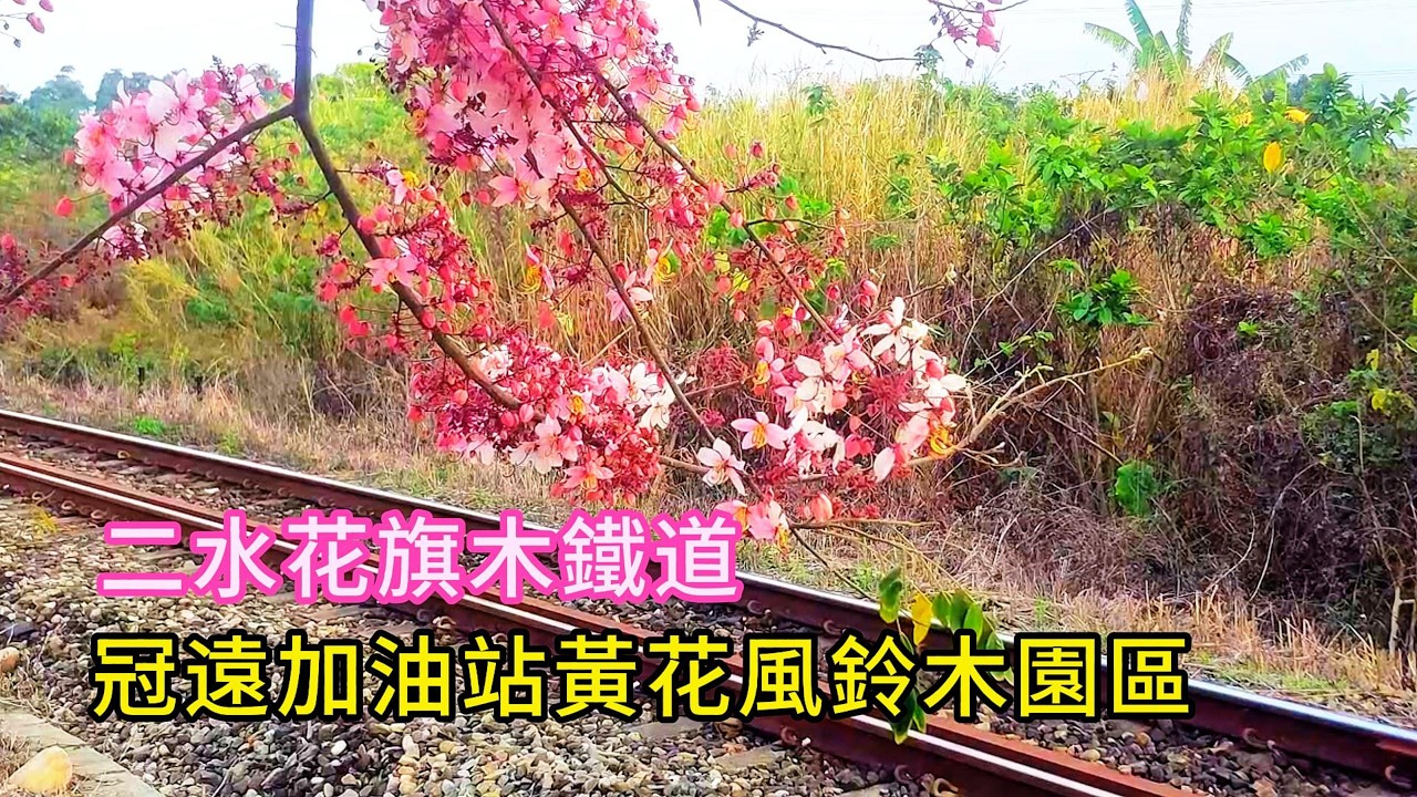 冠遠加油站黃花風鈴木園區︱二水花旗木鐵道