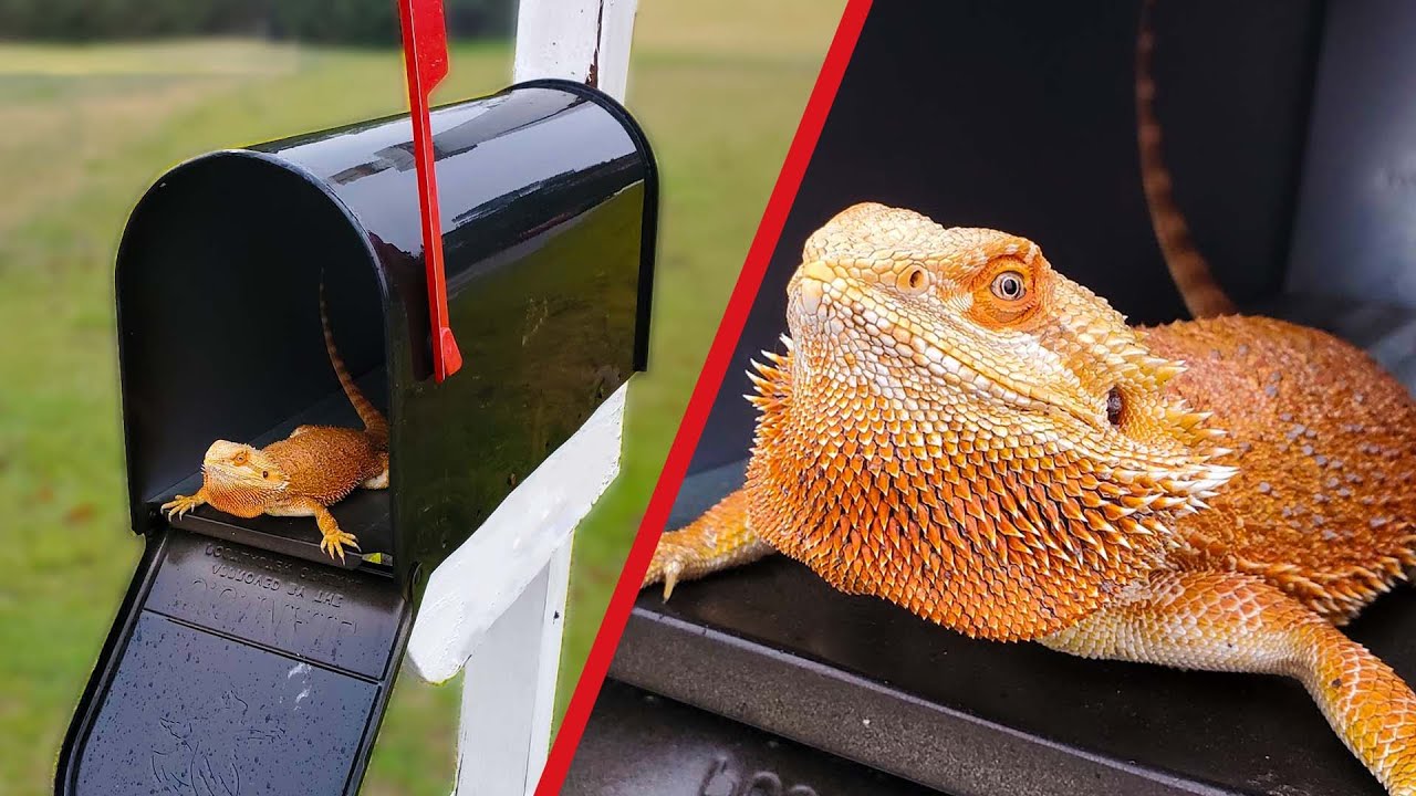 There was a bearded dragon in my PO Box