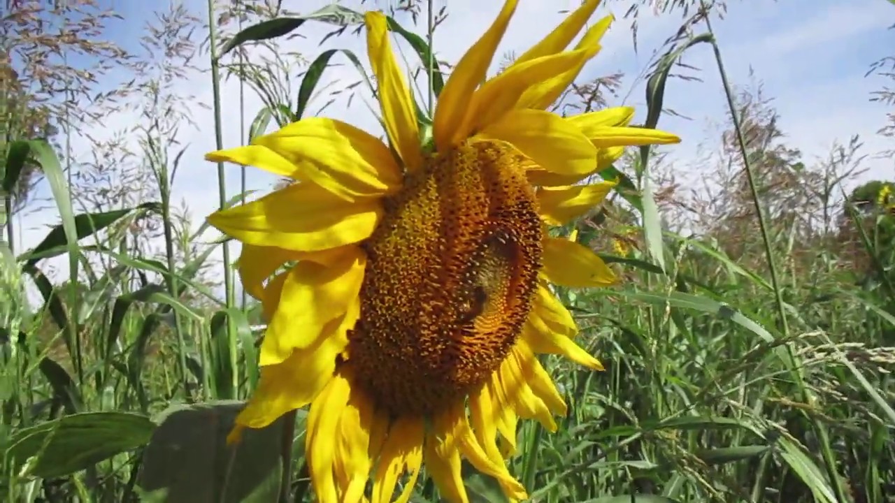 Multi species summer cover crop sequestering carbon in Australia