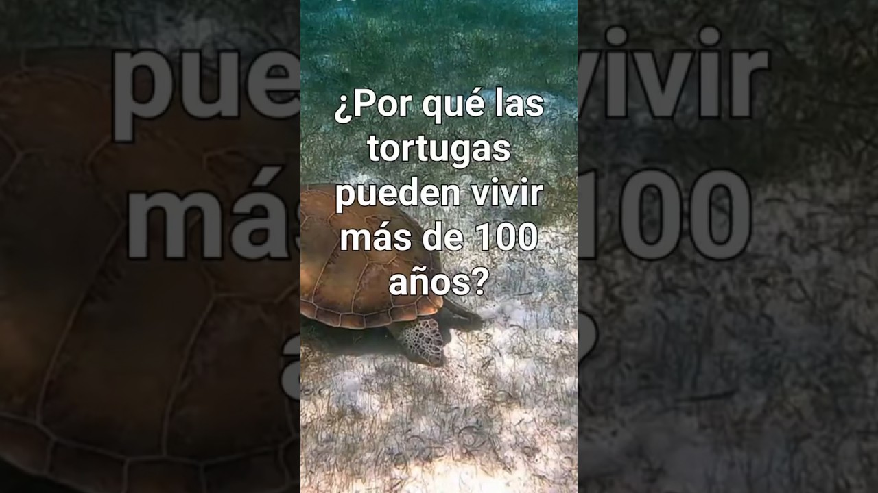 &iquest;Por qu&eacute; 🐢 las tortugas viven m&aacute;s de 100 a&ntilde;os? 🕰️ #curiosidades #animalescuriososyotrosrelatos