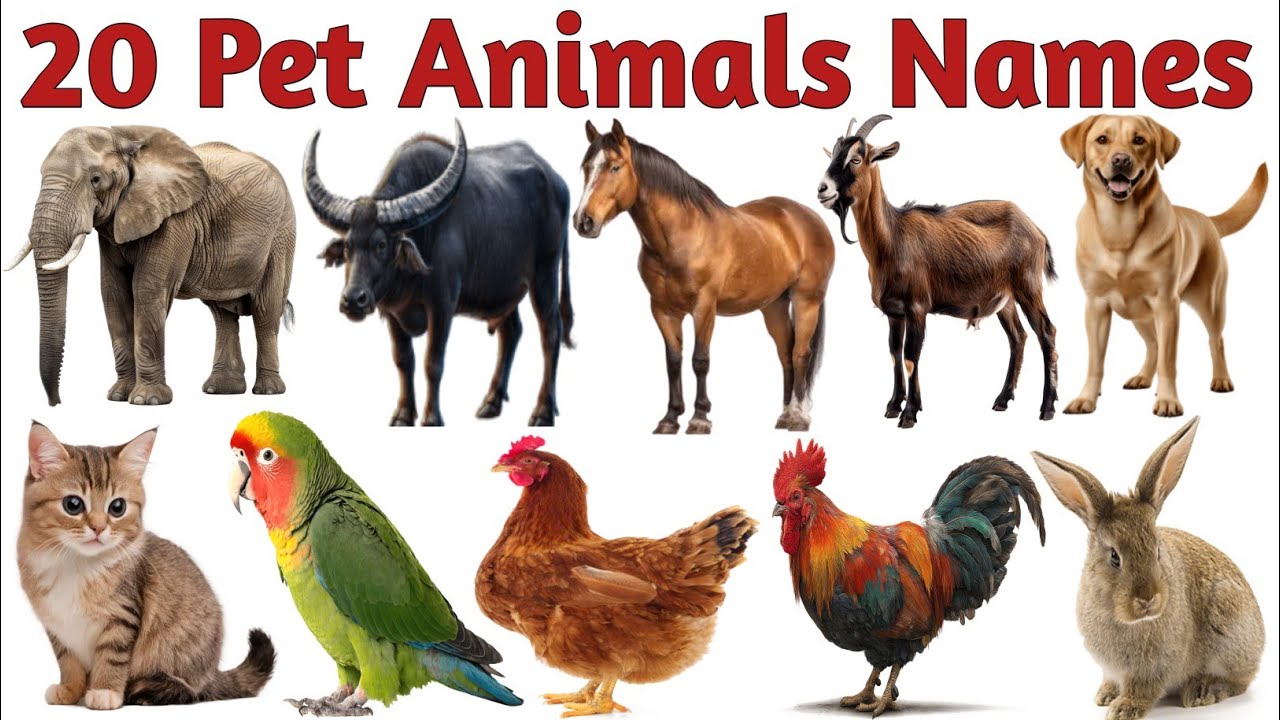 Pet Animals Name in Hindi English | Dog Cat Cow Goat Horse for Kids Learning Video with Cute Animals