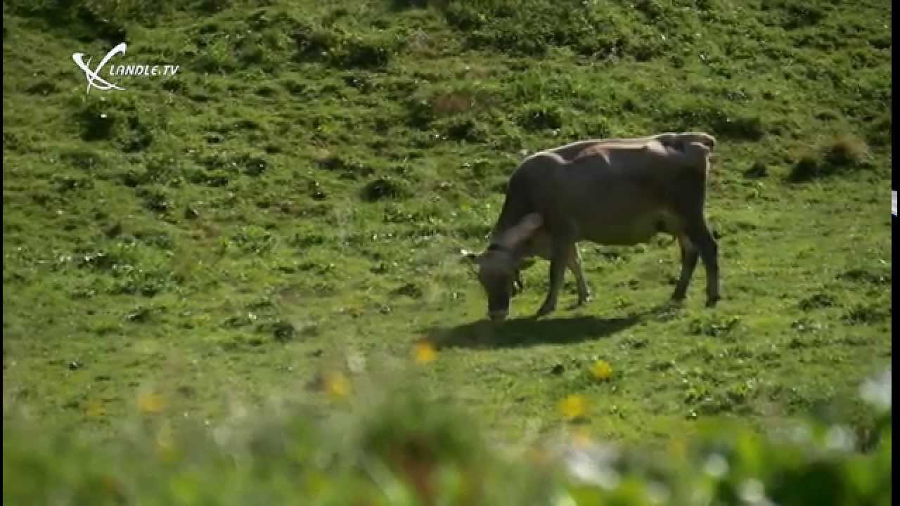 Sommerreportage Großes Walsertal