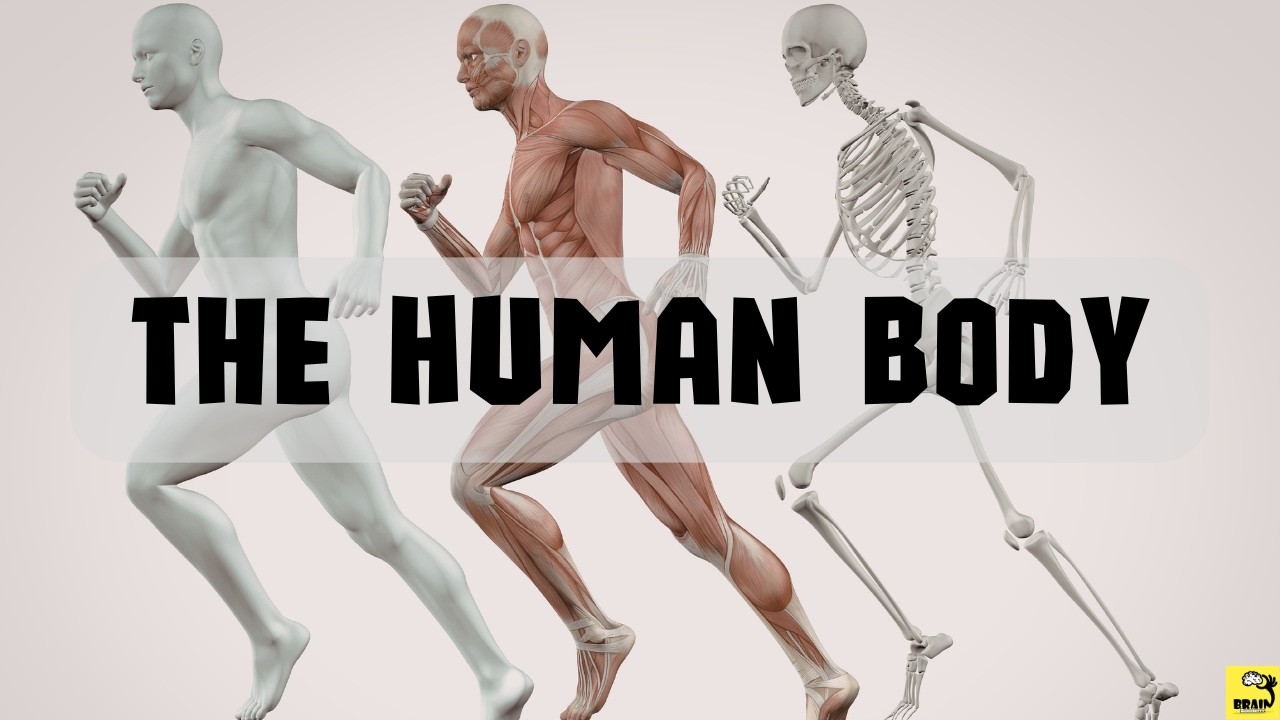The Human Body