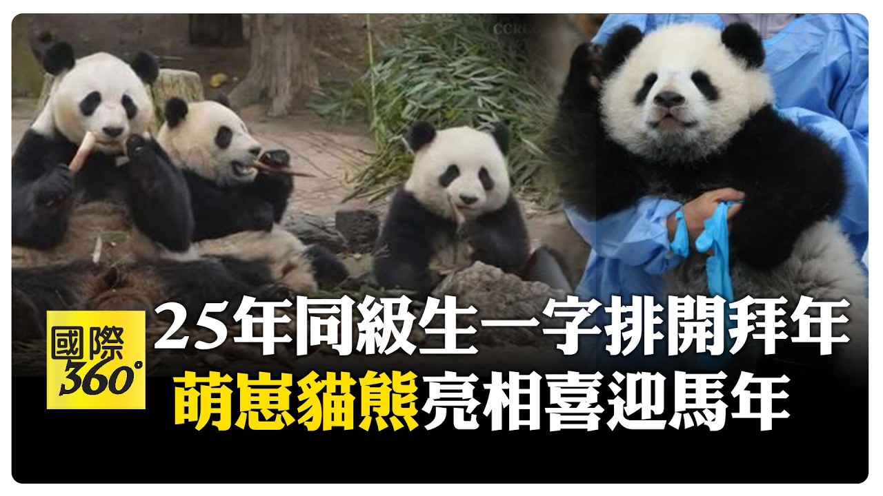 29隻貓熊寶寶見面會!呆萌模樣拜早年融化民眾喜迎新春 【國際360】20260212 ⁨@全球大視野Global_Vision