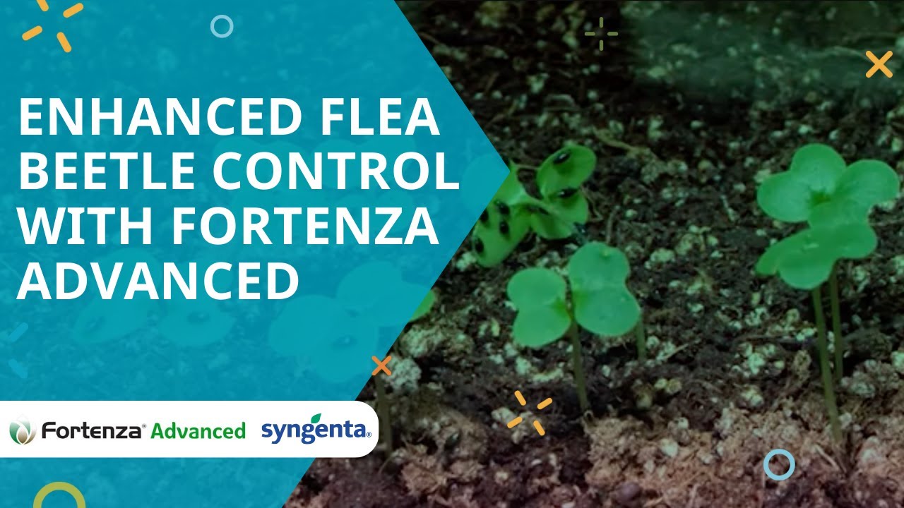 Enhanced flea beetle control with Fortenza Advanced