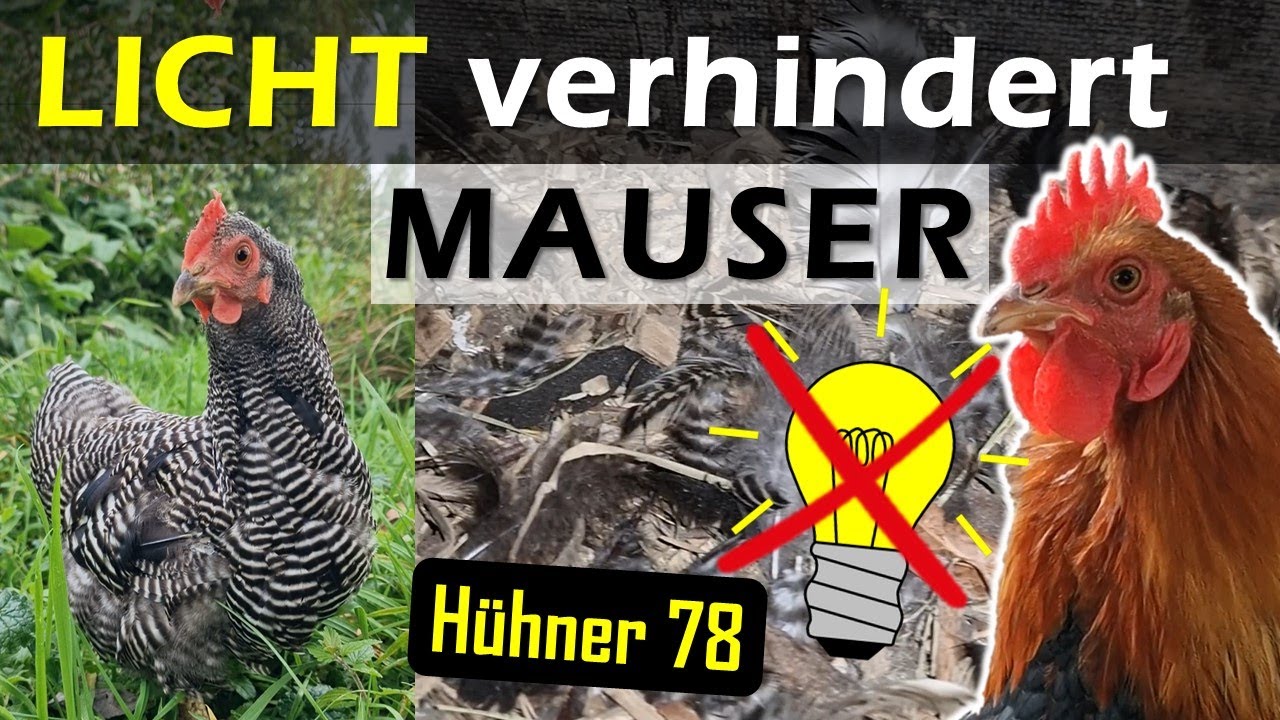 Warum MAUSERN so wichtig für #Hühner ist 🪶 78