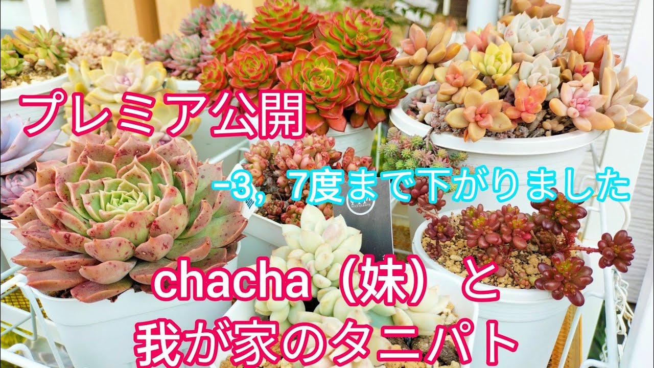 【多肉植物】プレミア公開✨chacha（妹）と我が家のタニパト😺✨