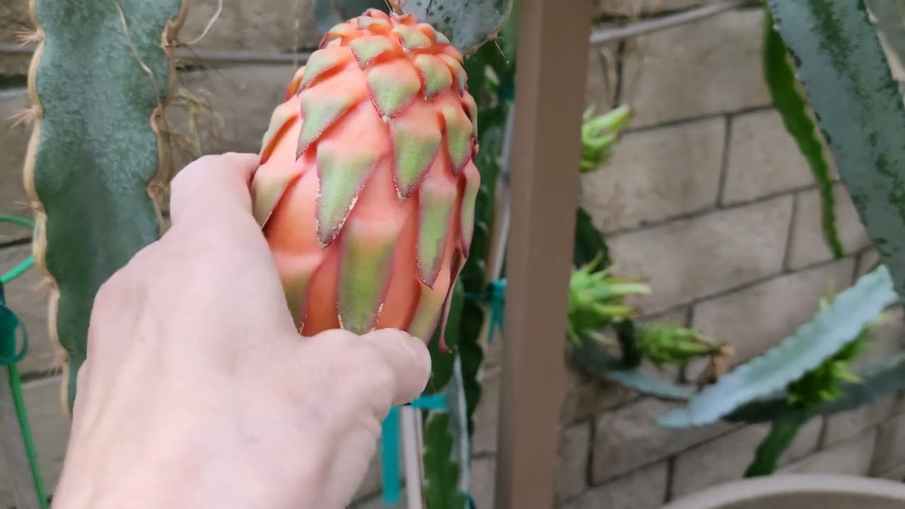 Blue Dragon Fruit Nursery September tour 2023