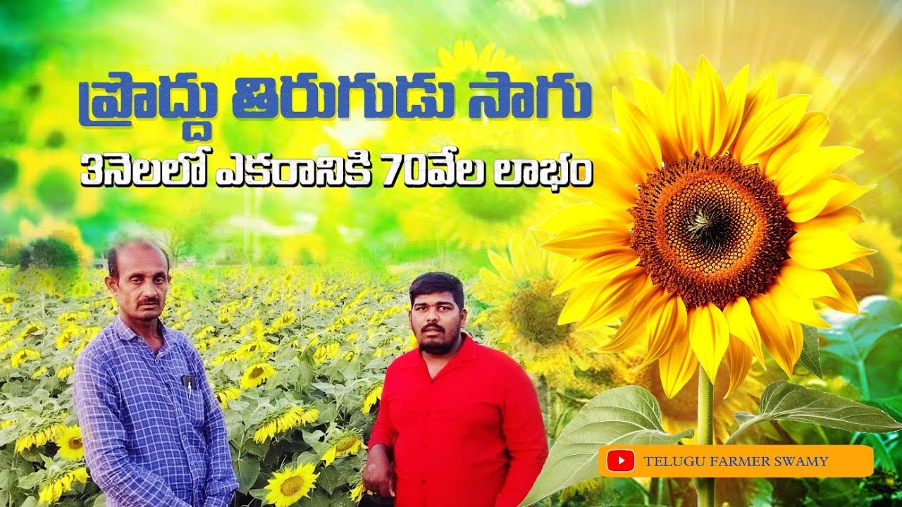 sunflower cultivation - పొద్దుతిరుగుడు సాగు 🌻-Telugu Farmer Swamy #agriculture #farmer🌻