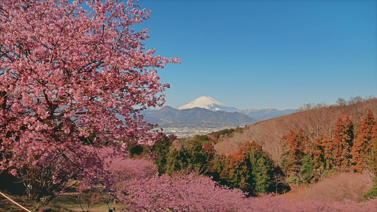 【早咲桜 : おおいゆめの里】 神奈川県 大井町 Feb 19, 2026, cherry blossoms