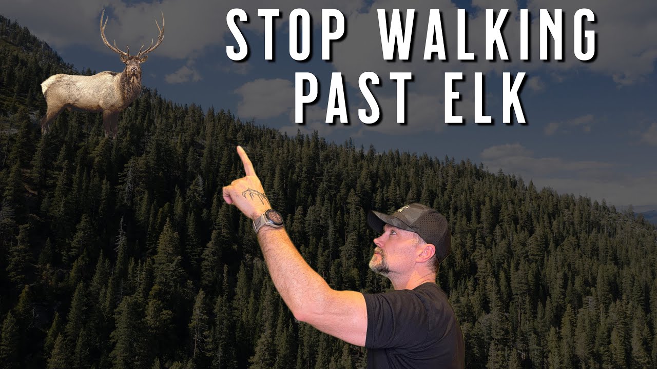 Elk LOVE This Terrain Feature (Most Elk Hunters Ignore It)