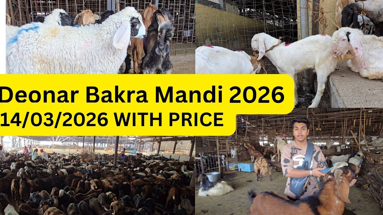 Deonar Bakra Mandi 2026 Latest update with Price #deonarbakramandi #bakramandi #bakra #goat #viral 